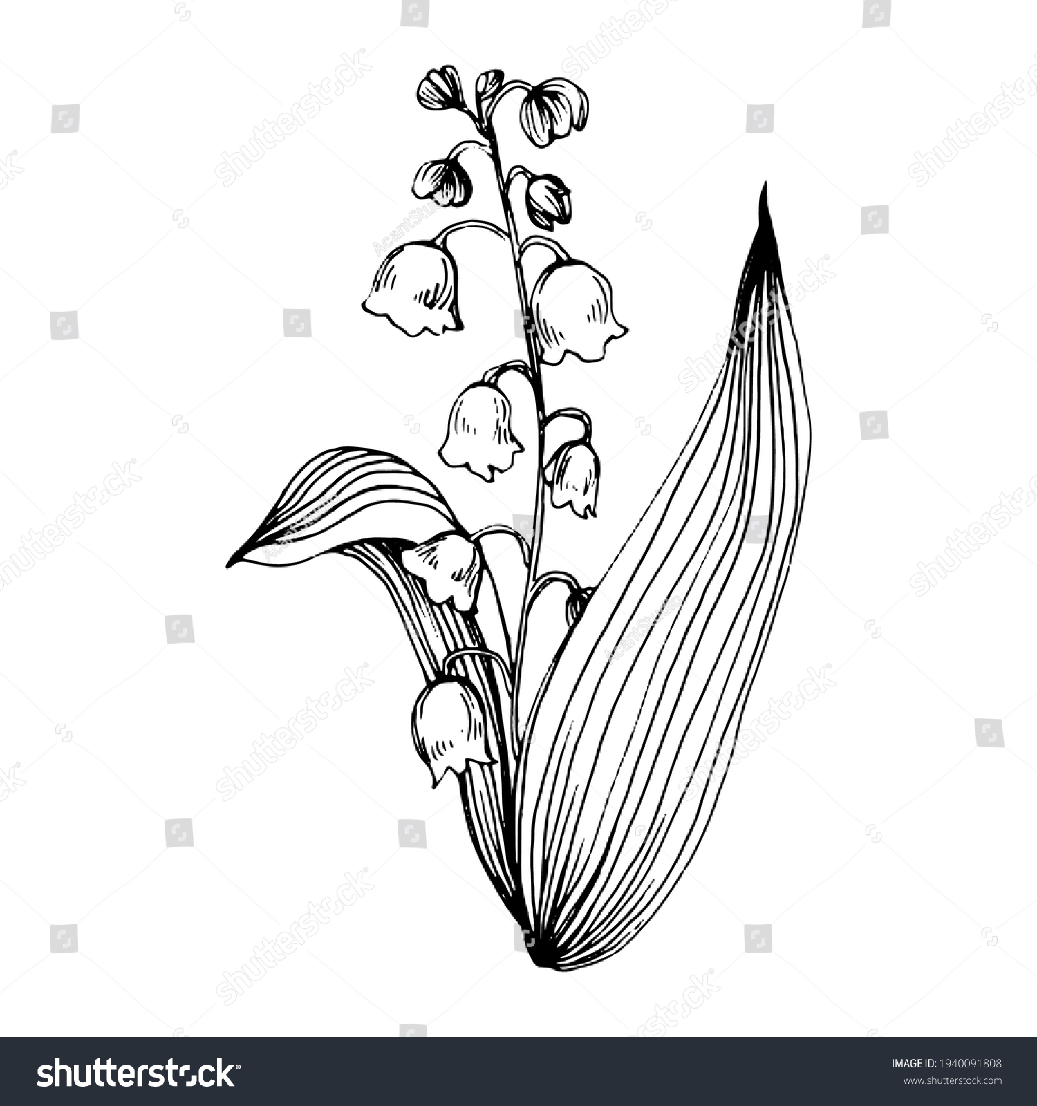 Lily Valley By Hand Drawing Maylily Stock Vector (Royalty Free ...