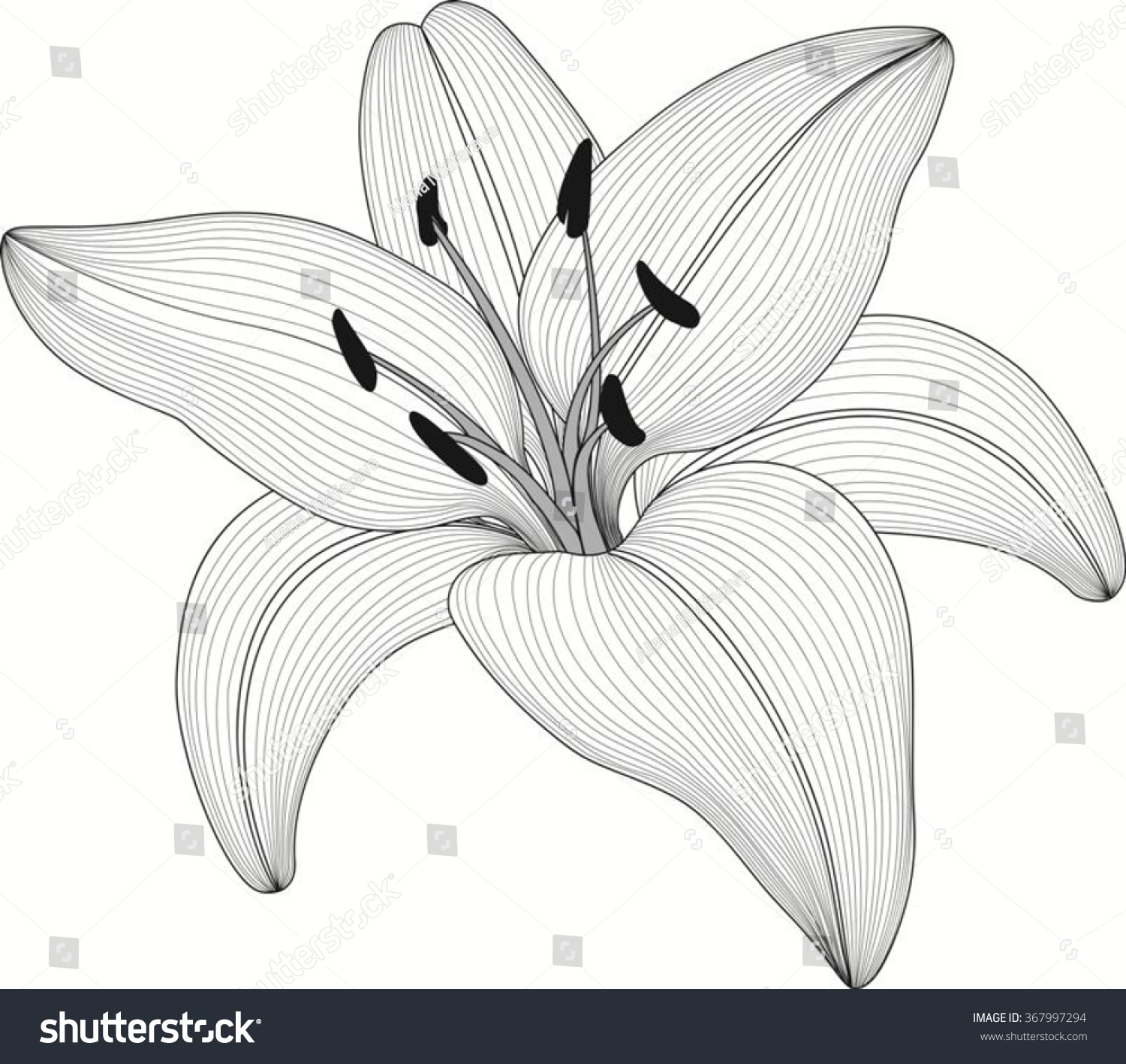 Lily Single Flower Outline Stock Vector 367997294 Shutterstock