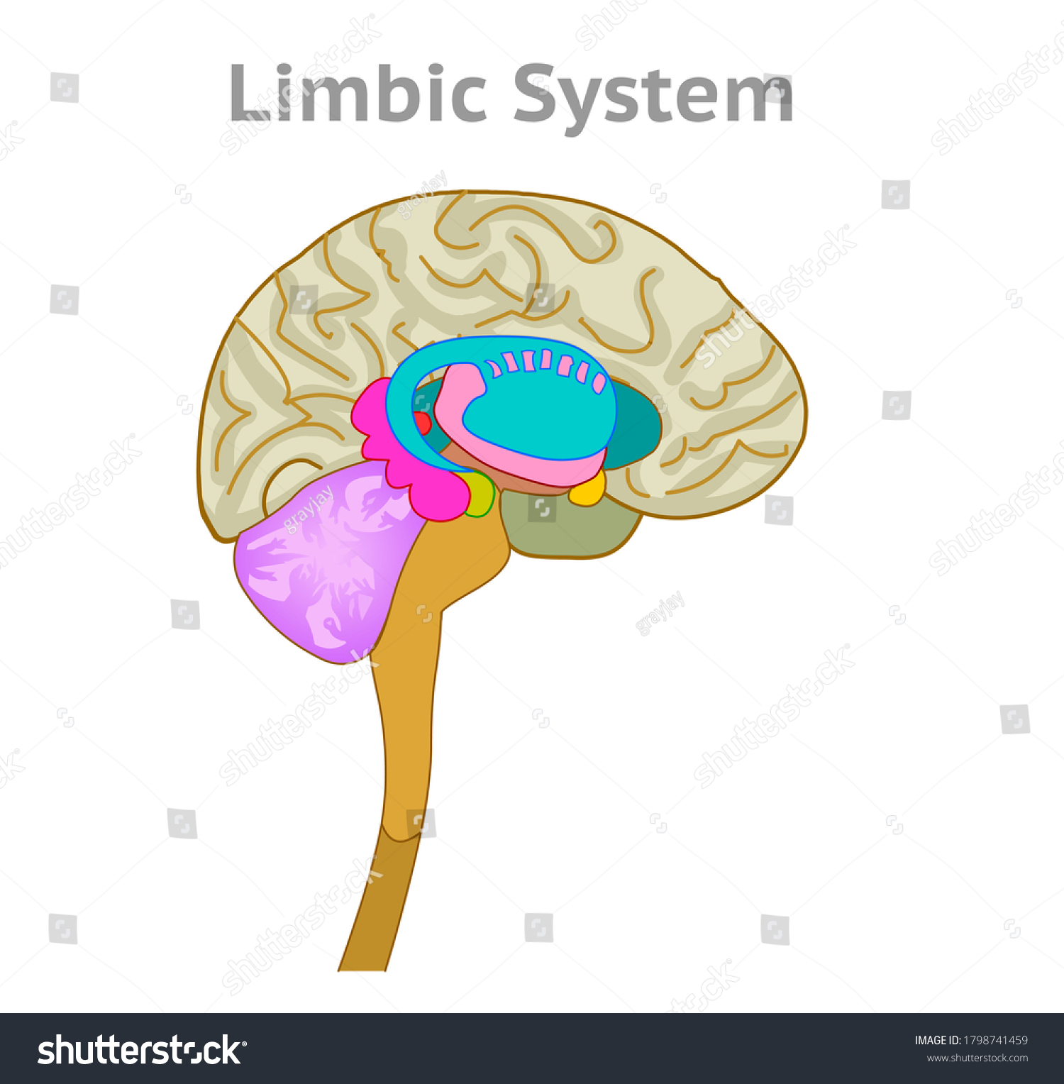 Limbic System Anatomy Human Brain Parts Stock Vector (royalty Free 