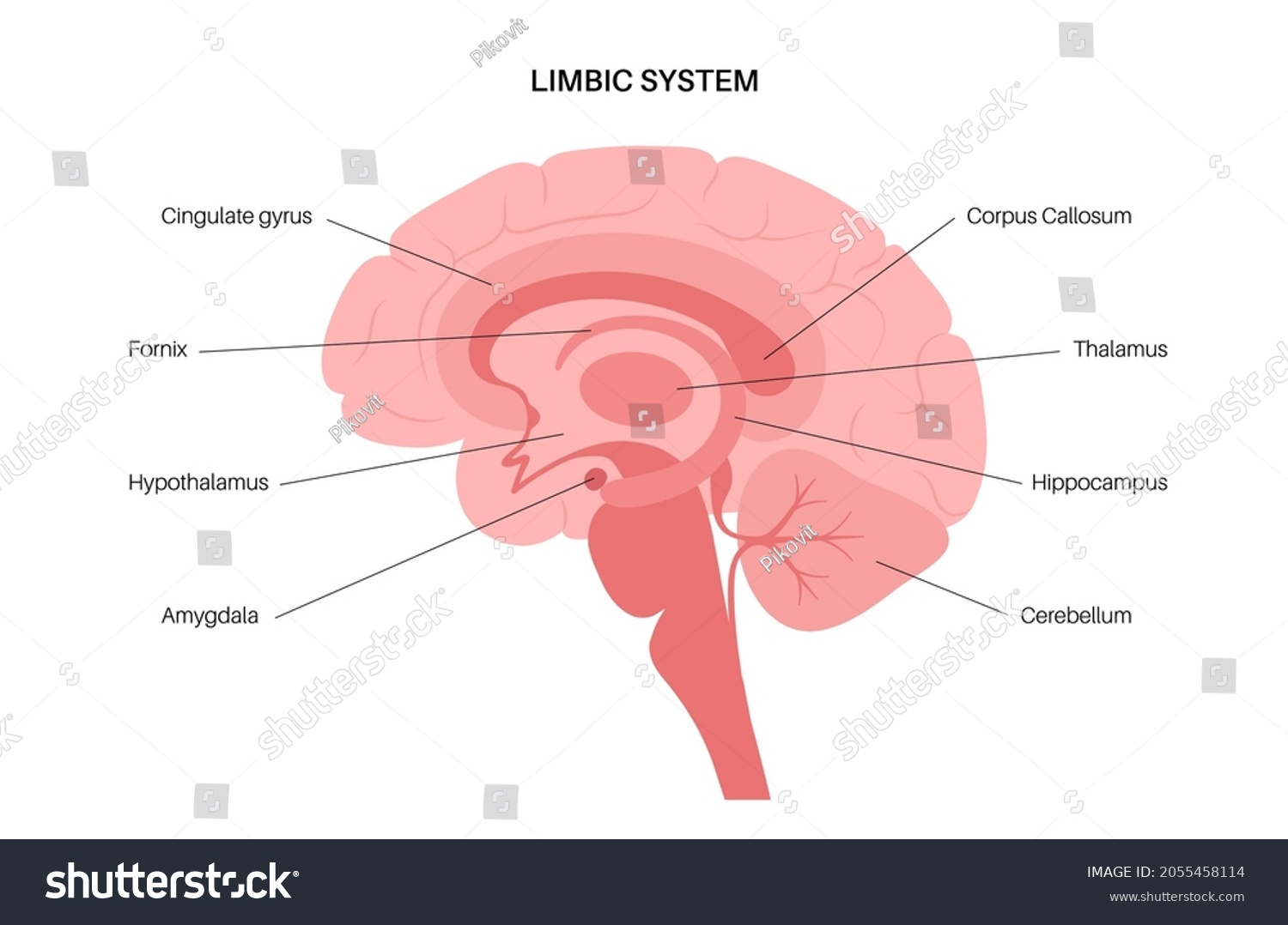 SVG of Limbic system concept and human brain anatomy. Basal ganglia, amygdala, thalamus, cingulate gyrus and hypothalamus. Cerebral cortex and cerebellum medical infographic poster flat vector illustration svg
