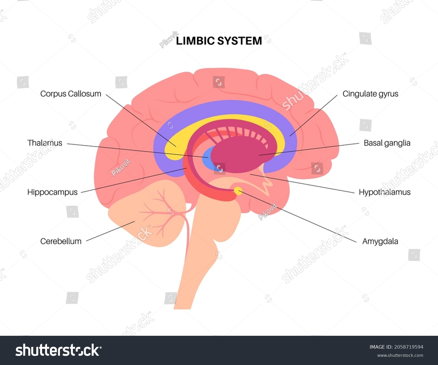SVG of Limbic system concept and human brain anatomy. Basal ganglia, amygdala, thalamus, cingulate gyrus and hypothalamus. Cerebral cortex and cerebellum medical infographic poster flat vector illustration svg