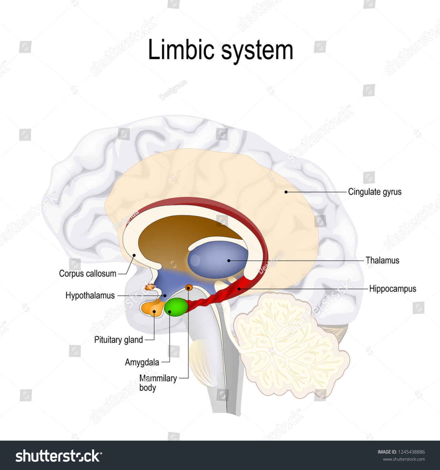 SVG of limbic system. Cross section of the human brain. Anatomical components of limbic system Mammillary body pituitary gland, amygdala, hippocampus, thalamus, cingulate gyrus, corpus callosum, hypothalamus svg