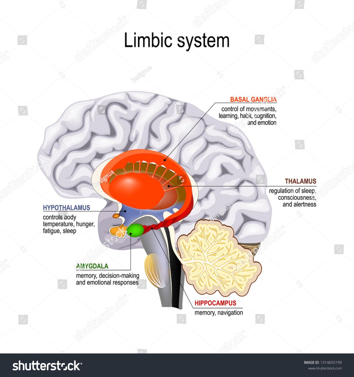 SVG of limbic system. Cross section of the human brain. Anatomical components of limbic system: Mammillary body, basal ganglia, pituitary gland, amygdala, hippocampus, thalamus, cingulate gyrus svg