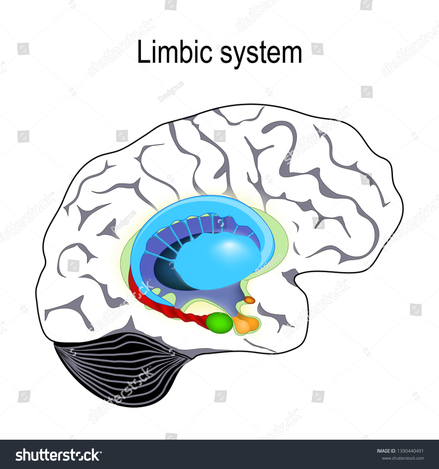 SVG of limbic system. Cross section of the human brain. Anatomical components of limbic system: Mammillary body, basal ganglia, pituitary gland, amygdala, hippocampus, thalamus, and cingulate gyrus svg