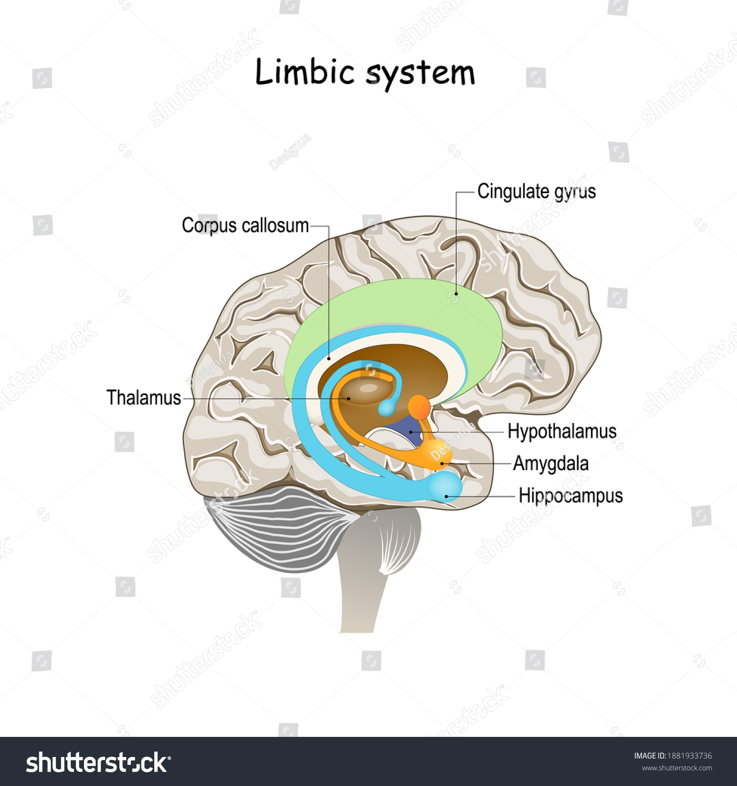 SVG of limbic system. Cross section of the human brain. Anatomical components of limbic system: Mammillary body, basal ganglia, pituitary gland, amygdala, hippocampus, thalamus, cingulate gyrus svg