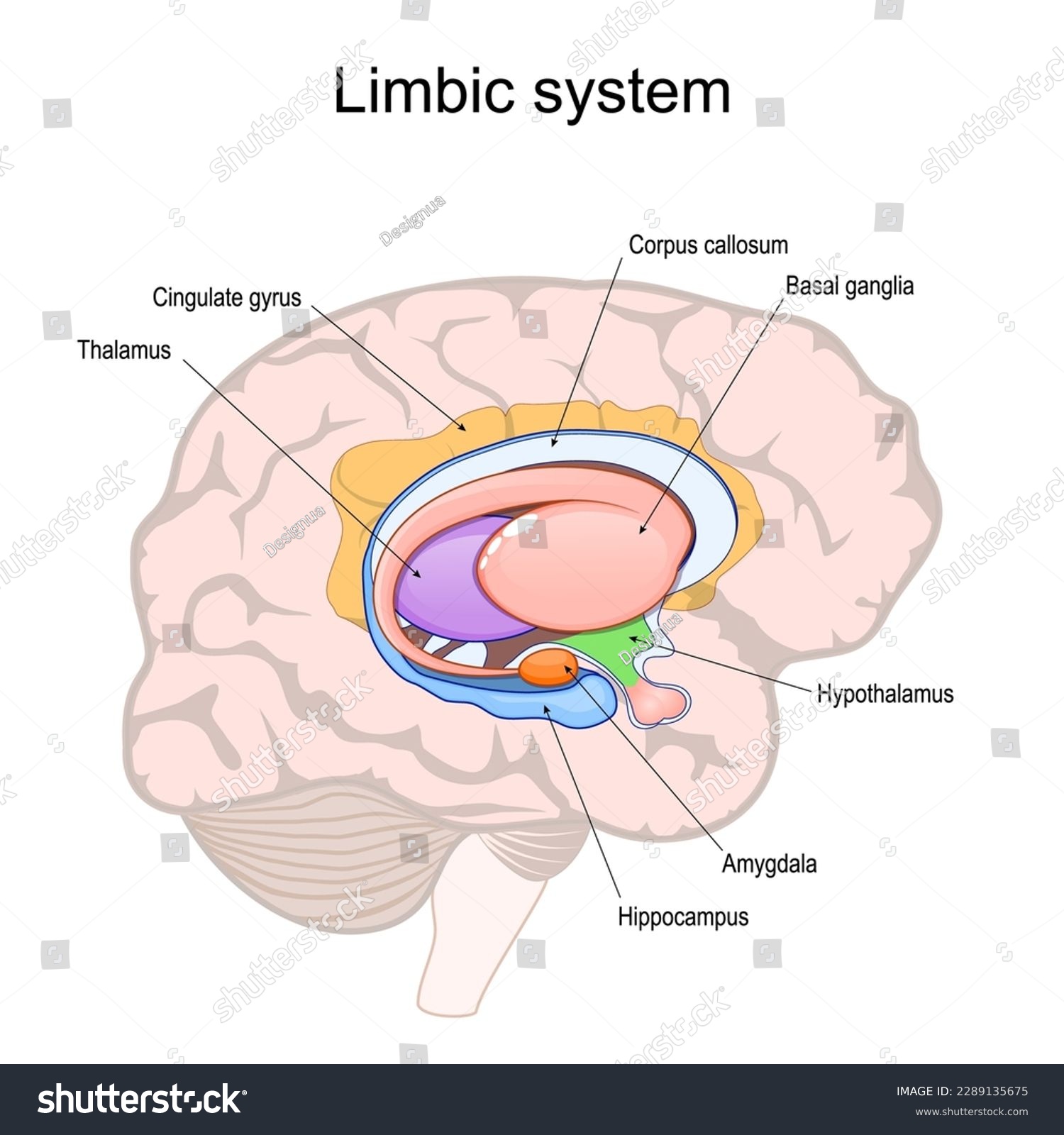 SVG of limbic system. Cross section of the human brain. Structure and Anatomical components of limbic system: Hypothalamus, Corpus callosum, Cingulate gyrus, Amygdala, Thalamus, Basal ganglia, Hippocampus svg
