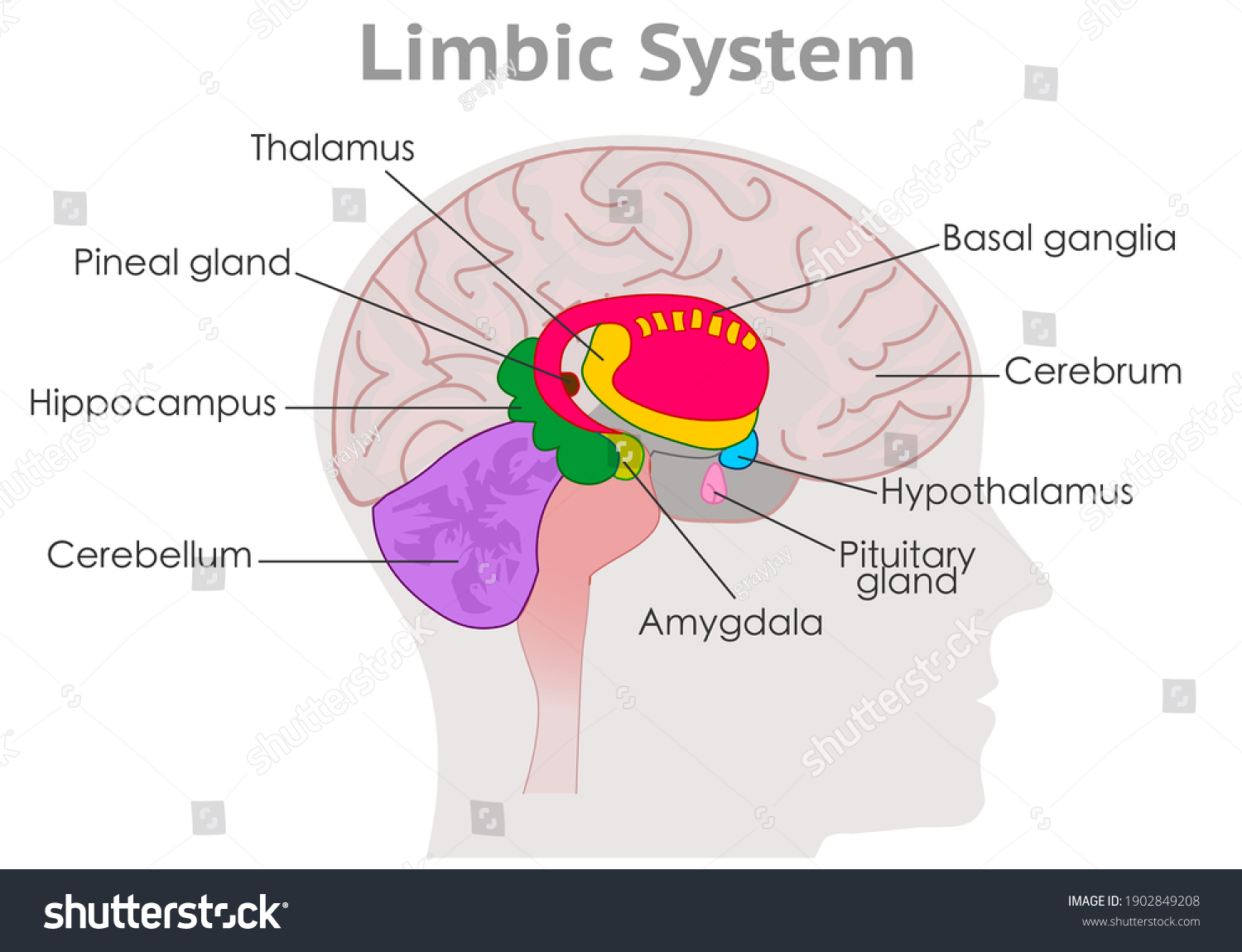 SVG of Limbic system parts anatomy. Human brain cross section. Explanations. Hypothalamus, thalamus, amygdala, basal ganglia. Draw MRI colored diagram structure. Gray head back. Medical illustration vector svg