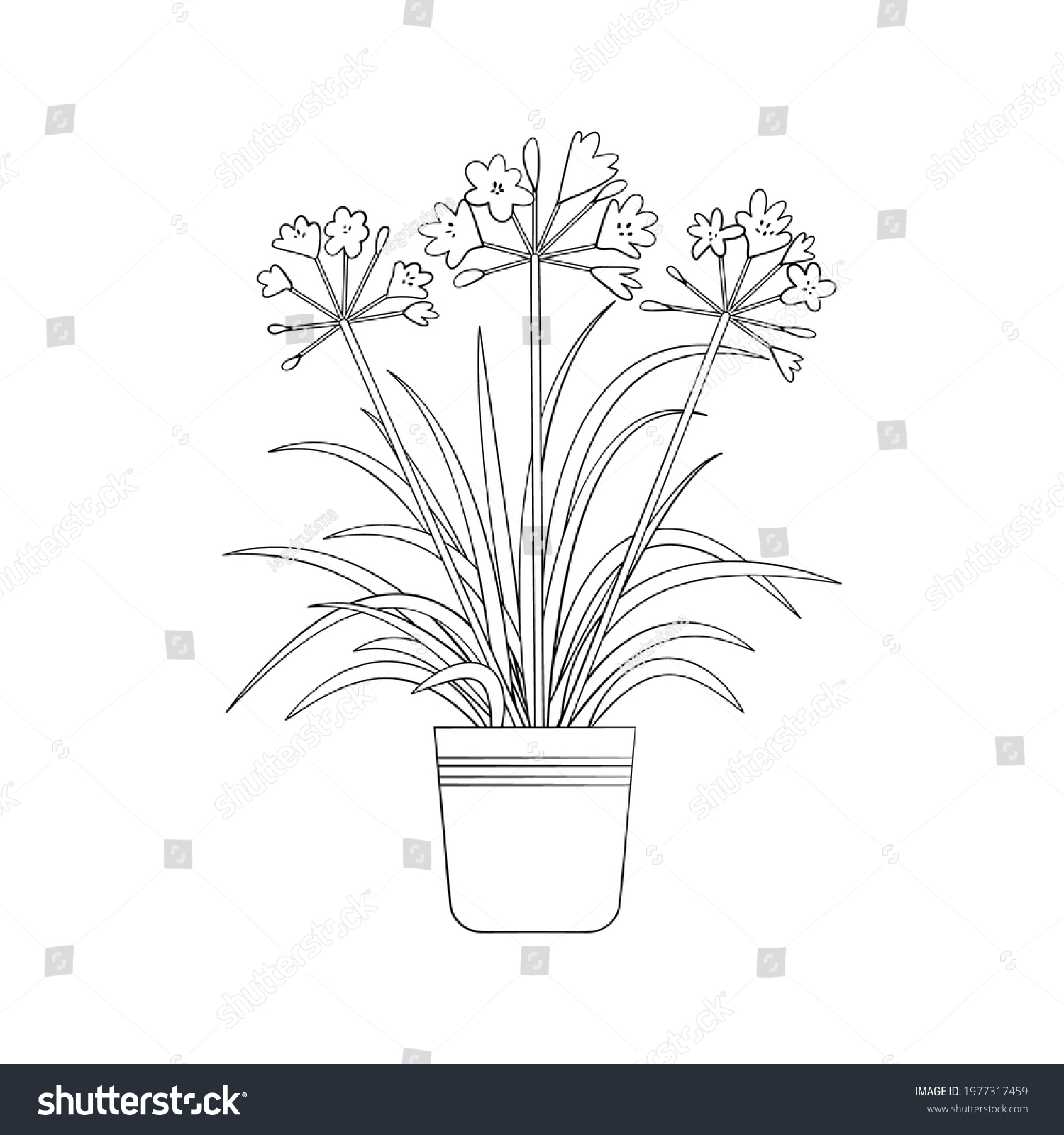 SVG of Line art black tropical potted house plant agapanthus isolated on white background. Stock vector illustration. svg