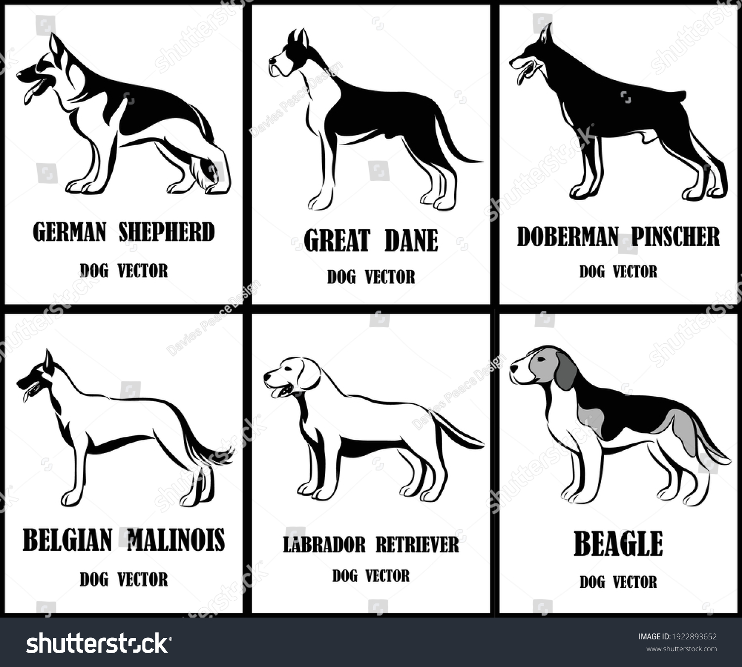 SVG of Line art vector illustration of various dogs such as German Shepherd, Great Dane, Dobermann, Belgian Malinois,  Labrador Retriever and beagle. a set of six pictures. svg