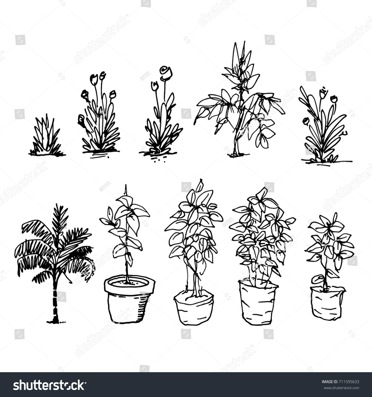 Line Drawing Home Plants Hand Drawn Stock Vector 711595633 Line Drawing Home Plants Hand Drawn Stock Vector 711595633
