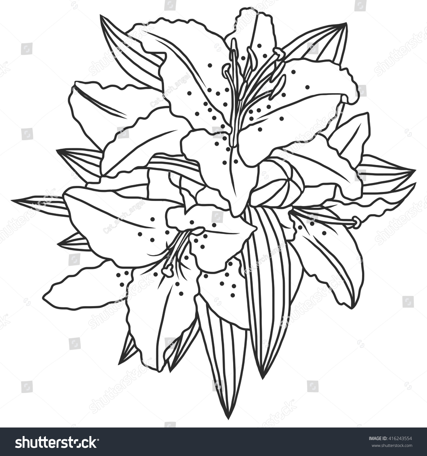 Line Drawing Of Lily Flower : Line drawing lily flowers leaves hand stock vector