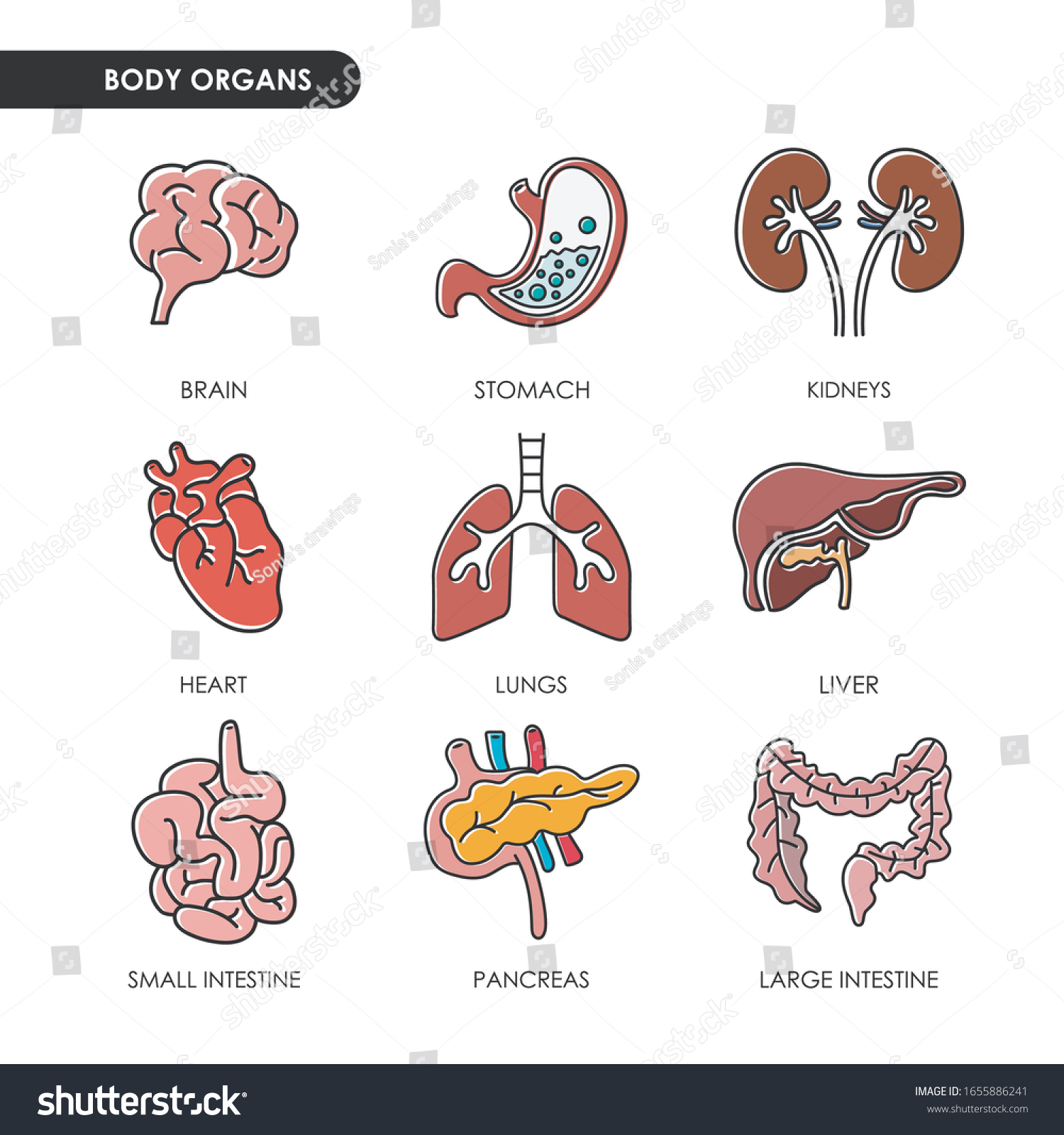 Line Icon Small Intestine Large Intestine Stock Vector (Royalty Free ...