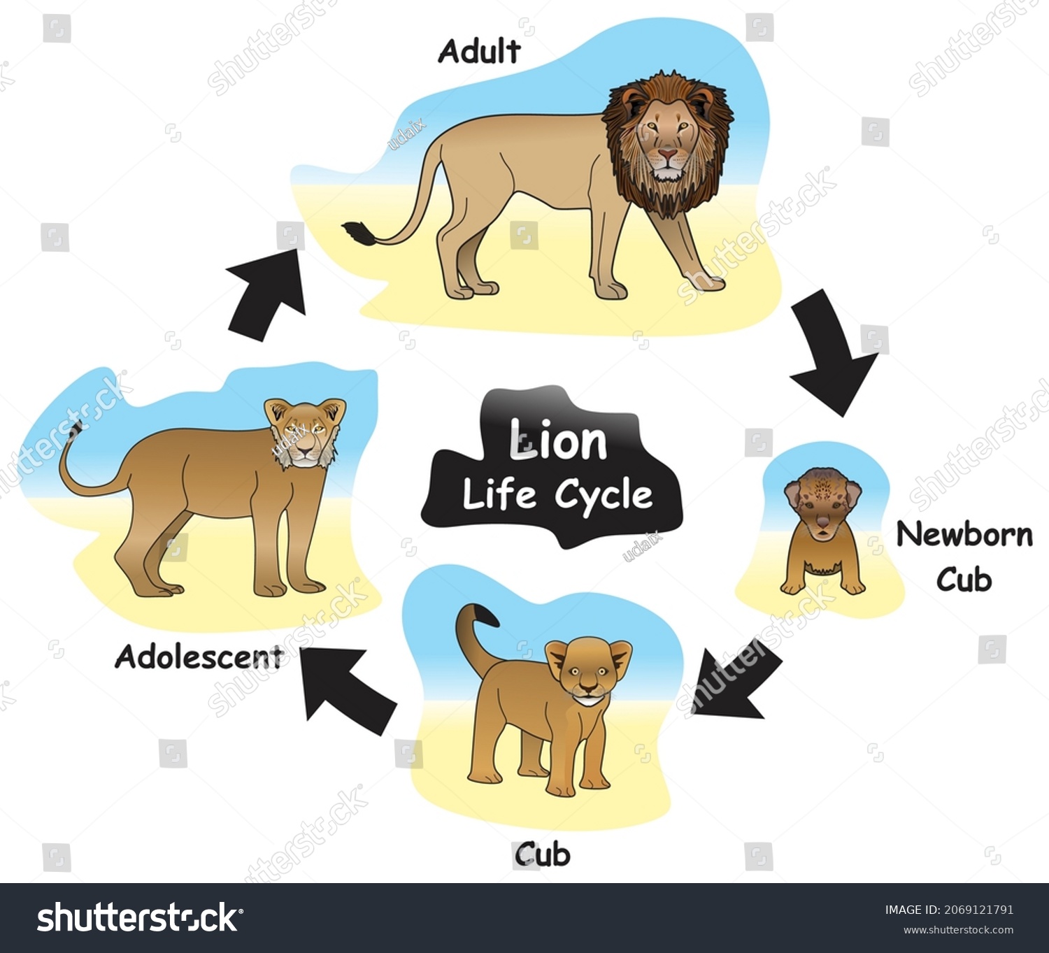 Adolescent Lion 277 Shutterstock   Stock Vector Lion Life Cycle Infographic Diagram Showing Different Phases And Development Stages Including 2069121791 