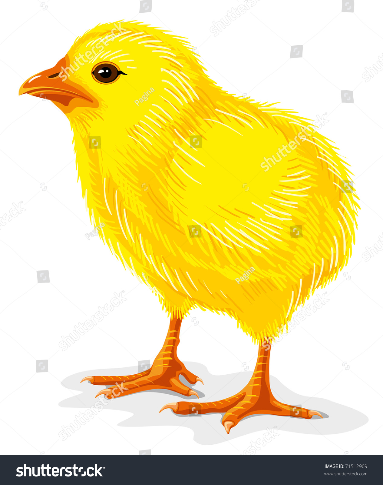 Little Yellow Chicken Isolated On White, Vector Illustration - 71512909 ...