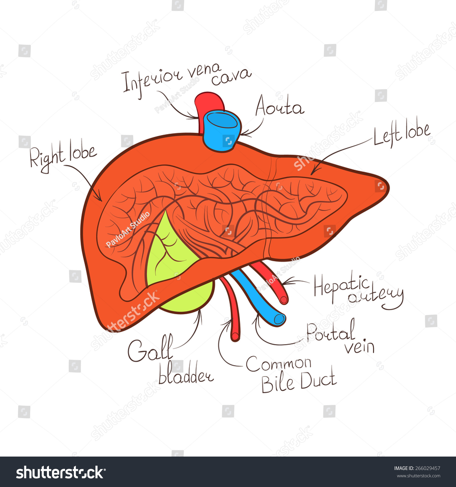 Liver Anatomy Color Outline Vector Illustration Stock Vector (Royalty ...