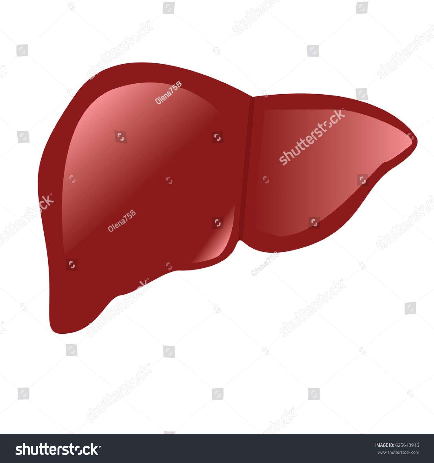 Liver Anatomy Colorful Drawing On White Stock Vector 625648946 ...