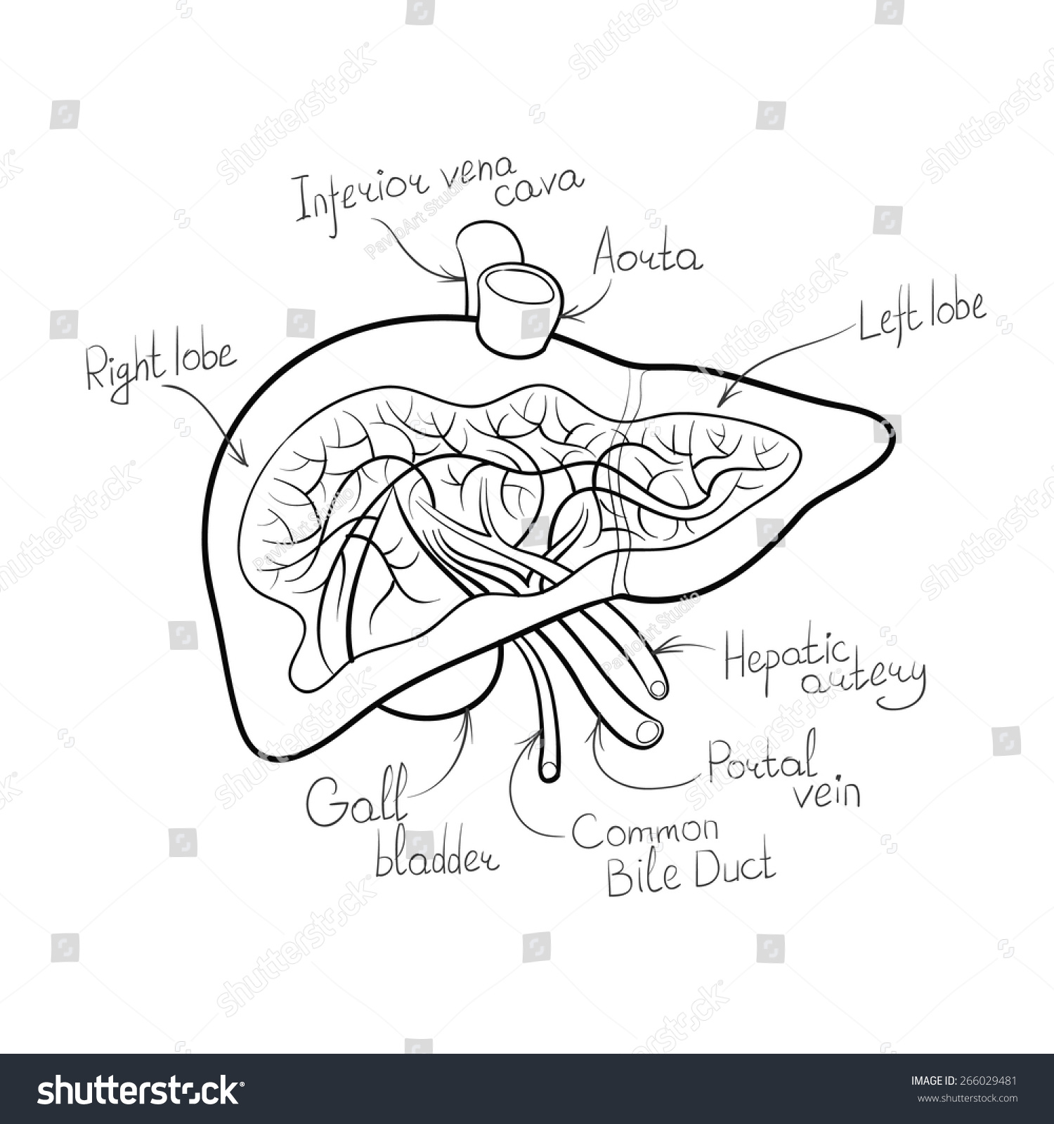 Liver Diagram Blank