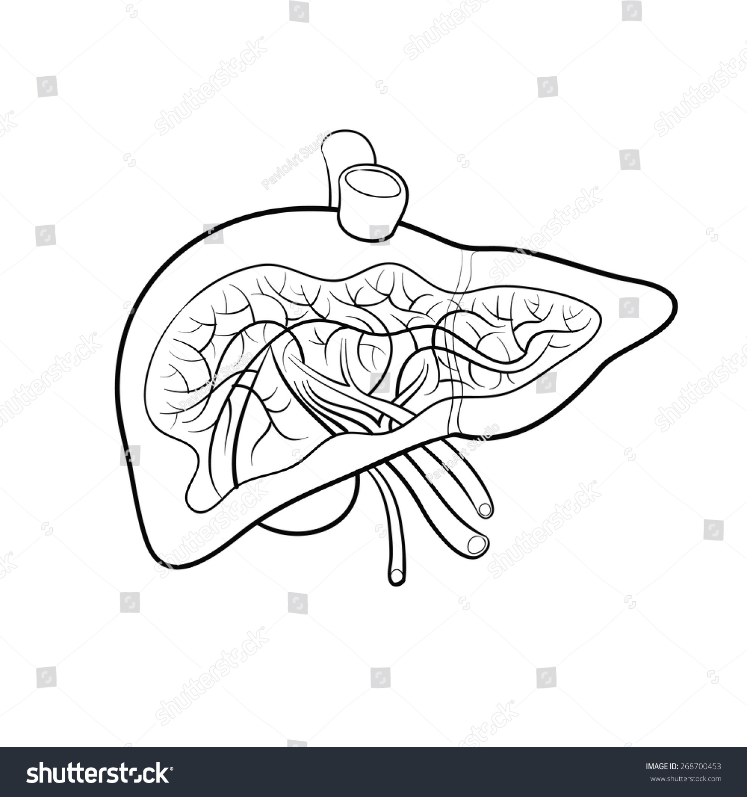 Liver Anatomy Outline Vector Illustration Stock Vector (Royalty Free ...