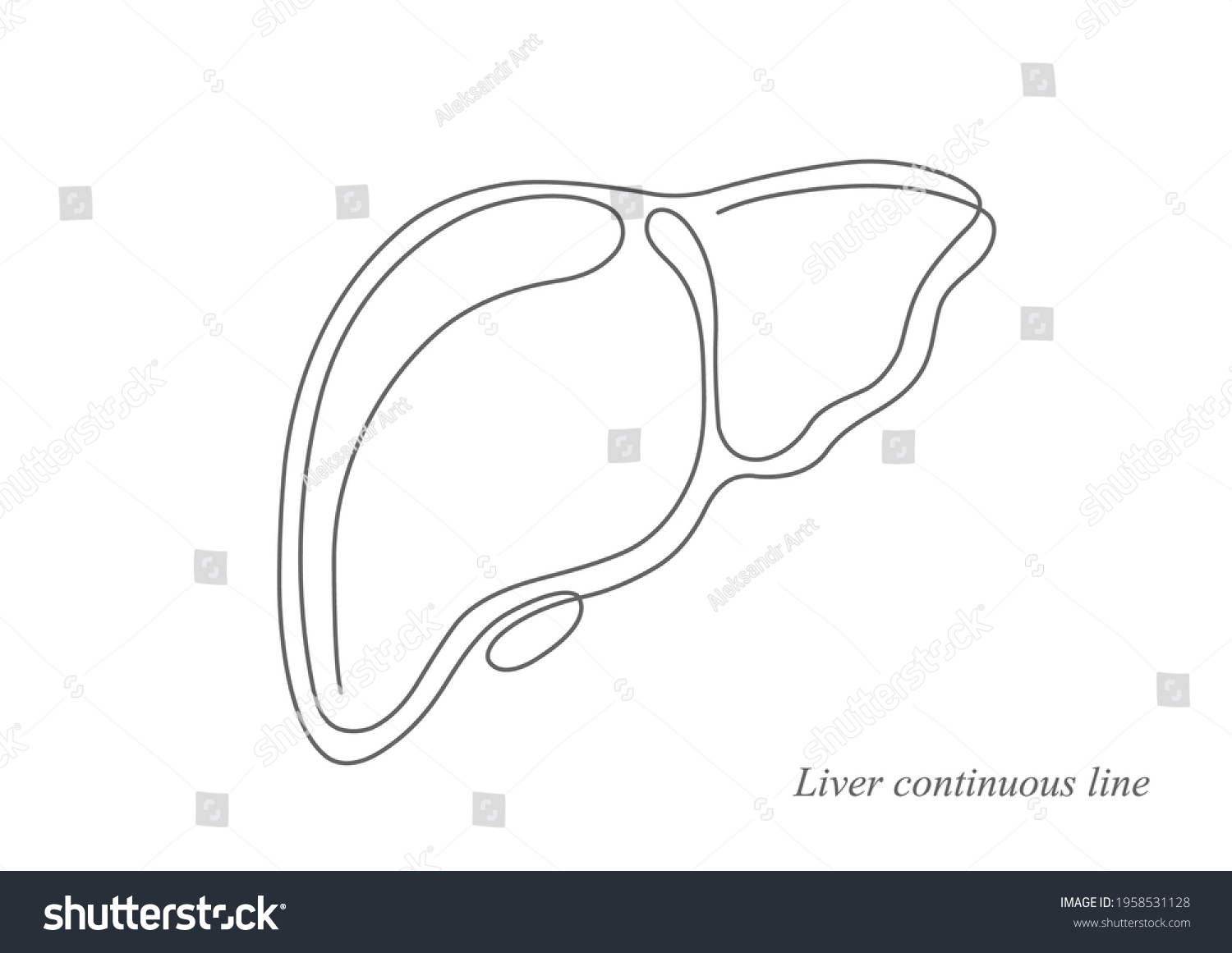 Liver Anatomy Structurecontinuous Line Drawinghepatic System Stock ...