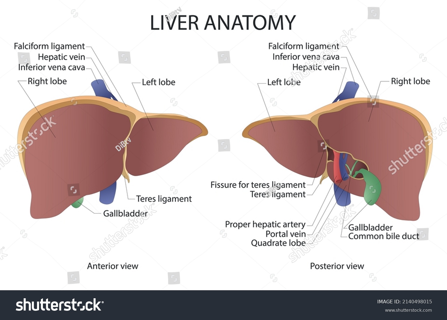 1,554 Liver lobes Images, Stock Photos & Vectors | Shutterstock