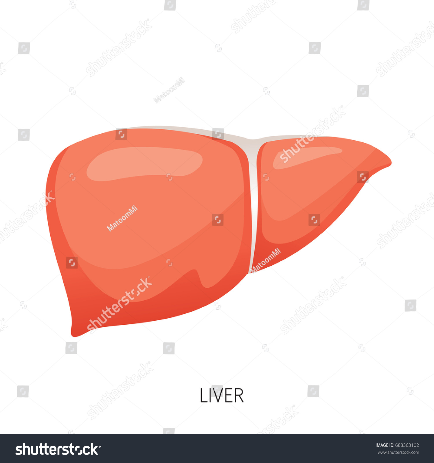 Liver Human Internal Organ Diagram Physiology Stock Vector (Royalty ...