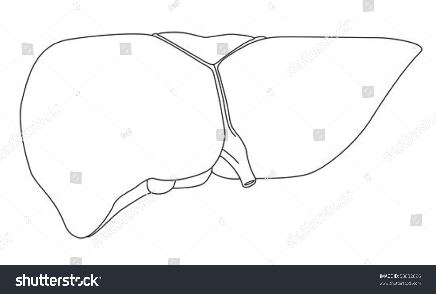 Liver Illustration Isolated On White Background Stock Vector 58832896 ...