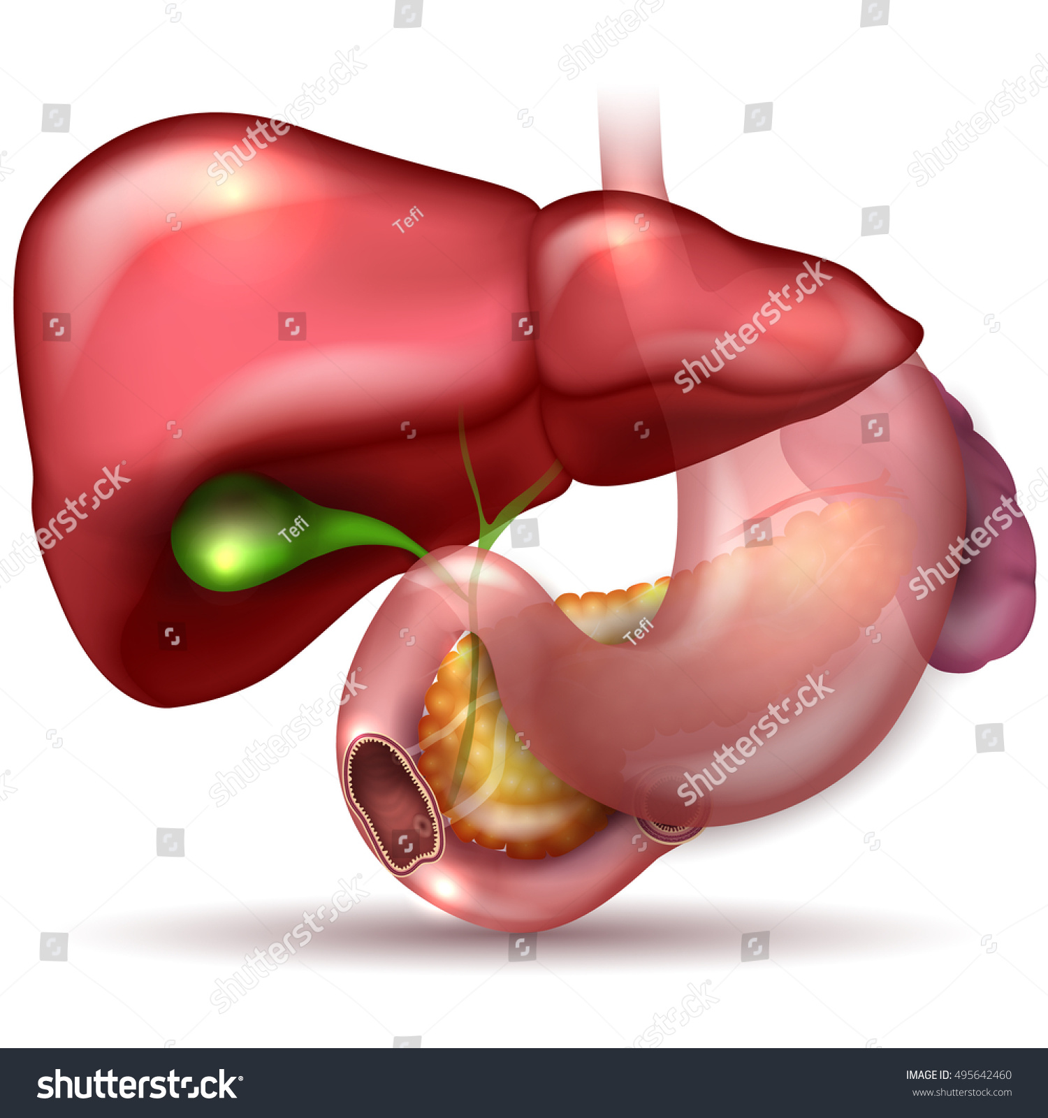 Liver Gallbladder And Pancreas Printable Diagrams