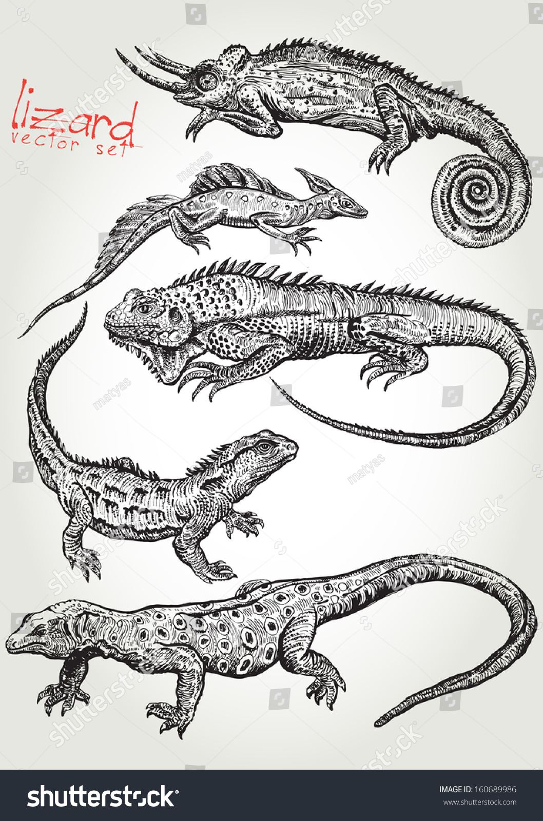 Lizard Vector Set 1 Stock Vector (Royalty Free) 160689986
