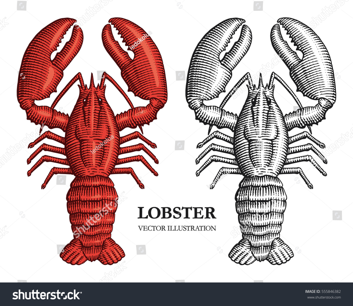 Lobster Engraving Vector Illustration Hand Drawn Stock Vector (Royalty ...