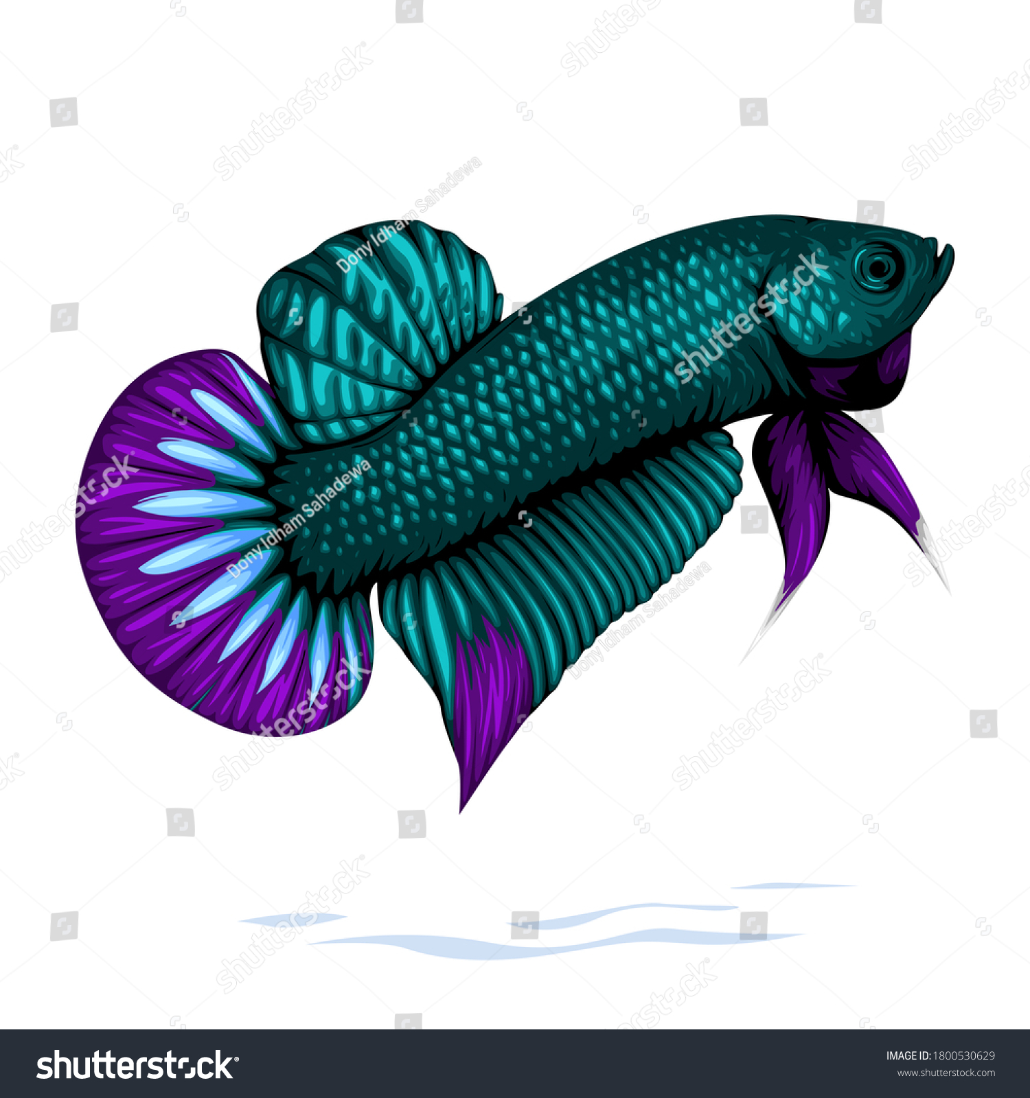 local fighter fish