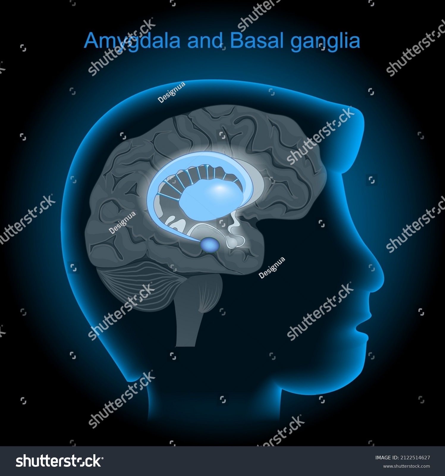 SVG of Location of the amygdalae and basal ganglia in the human brain. Amygdala and Limbic system. Human's head with brain on dark background. side view of basal nuclei. Vector poster svg