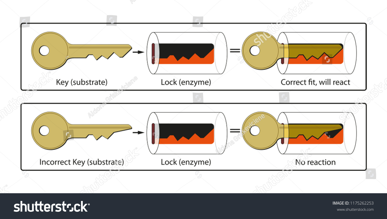 Lock Key Mechanism Enzymes Stock Vector (Royalty Free) 1175262253