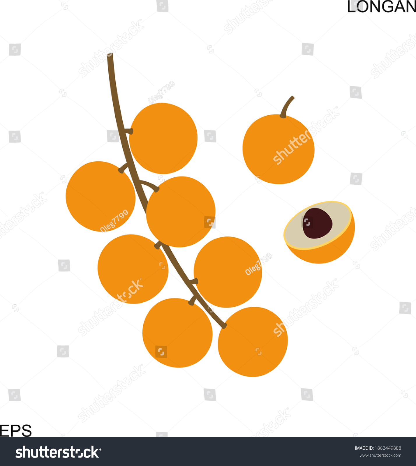 Longan Logo Isolated Longan On White Stock Vector Royalty Free 1862449888