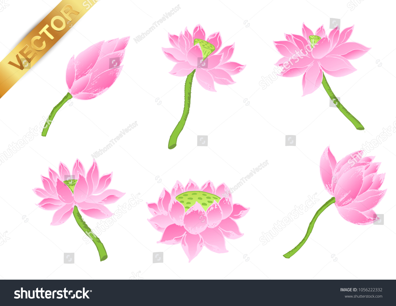 Lotus Flowers Leaves Isolated On White Stock Vector Royalty Free 1056222332 3756