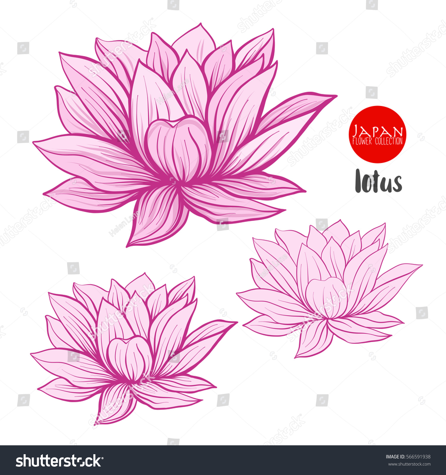 Lotus Flowers Stock Line Vector Illustration Vector de stock (libre de