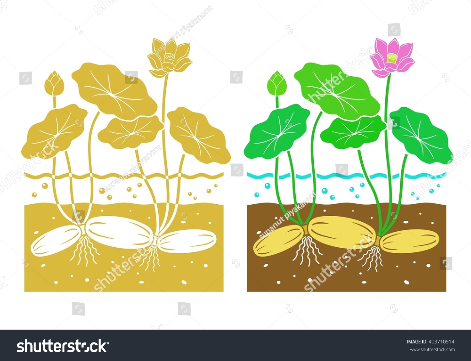 flower with roots clipart - photo #34