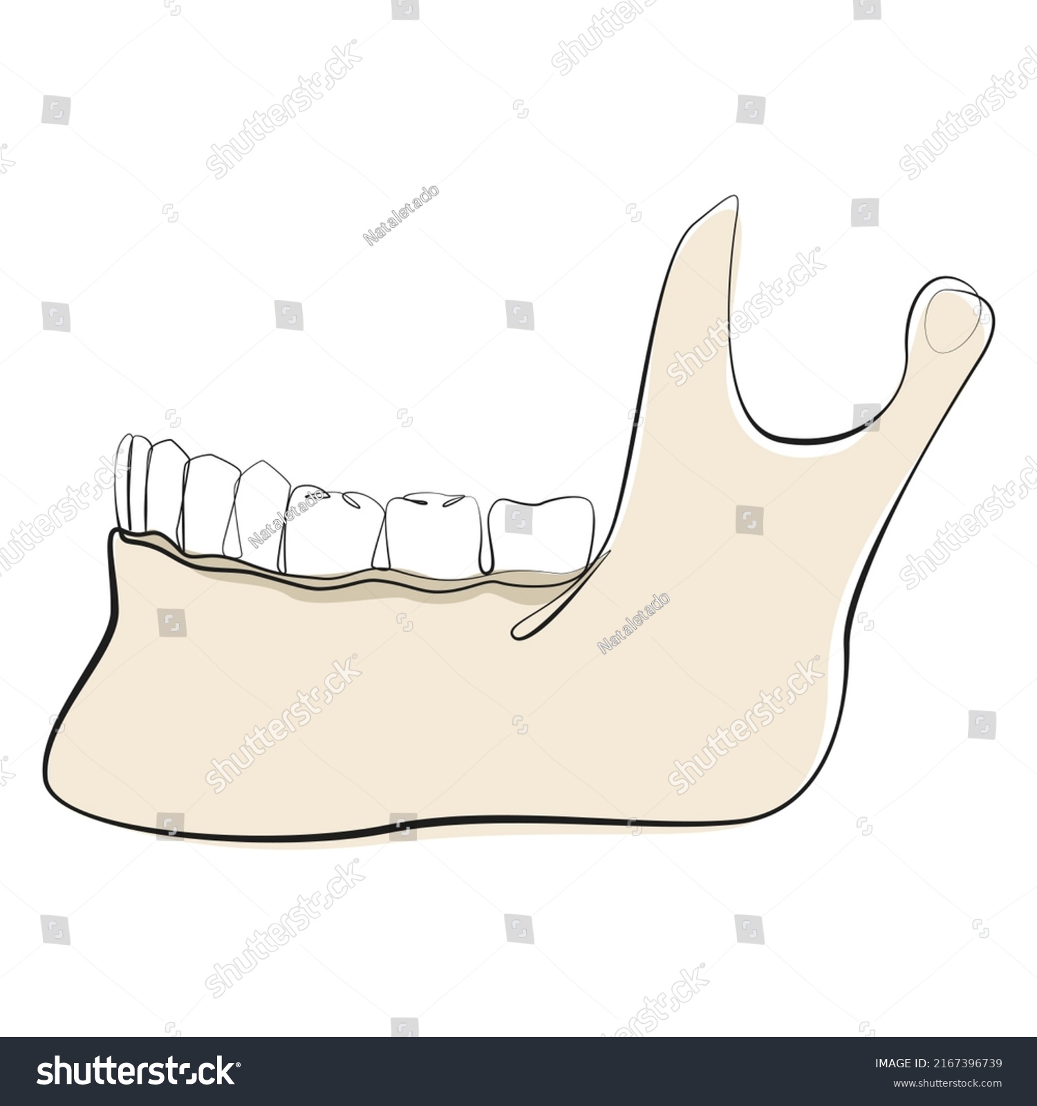 Lower Jaw Bone Teeth One Line Stock Vector (Royalty Free) 2167396739 ...