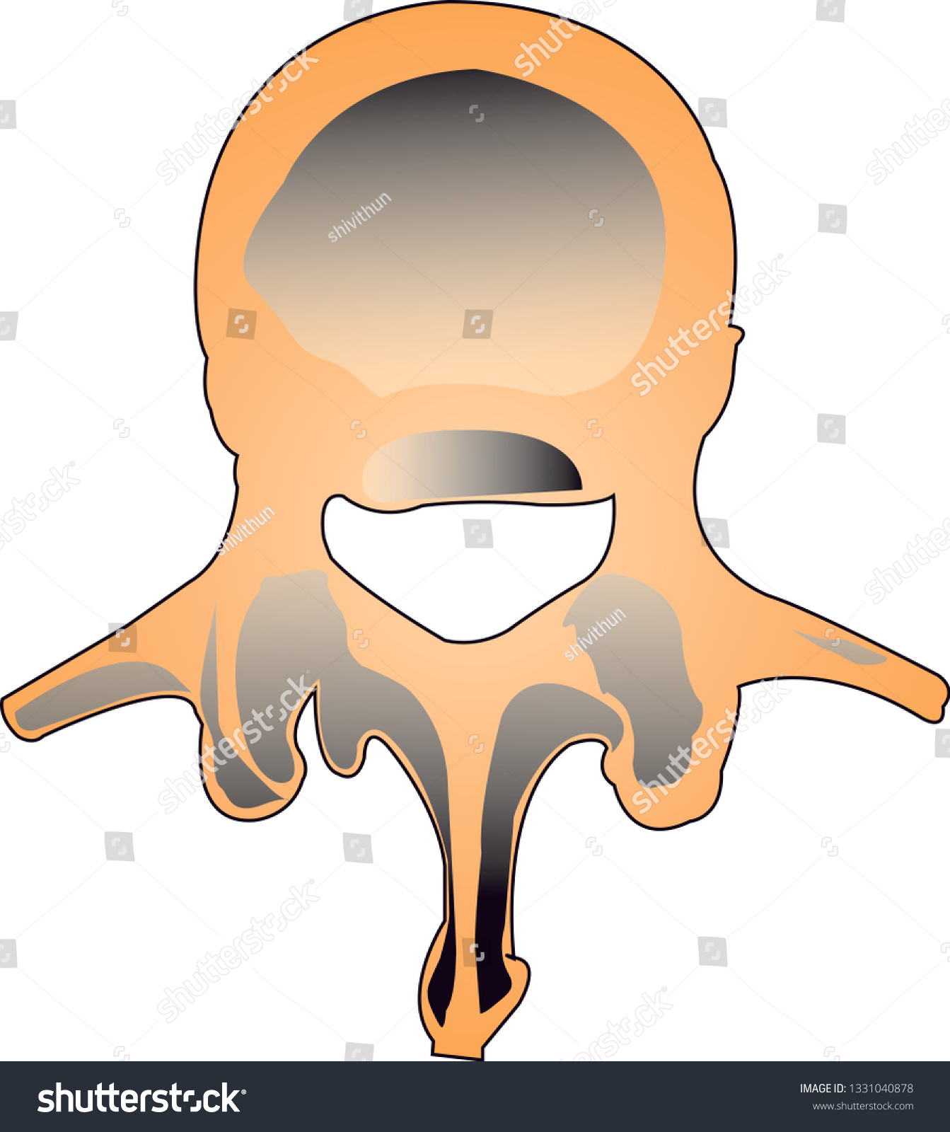 Lumbar Vertebrae Anatomy Vector Illustration Vector De Stock Libre De