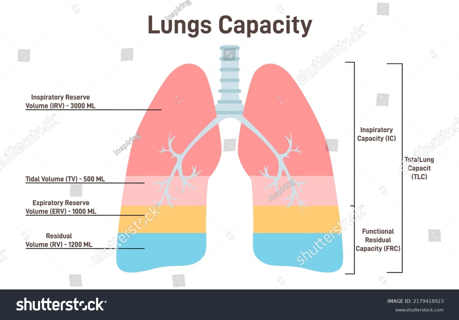 Lung Capacity Lung Volume Air Lungs Stock Vector (Royalty Free ...