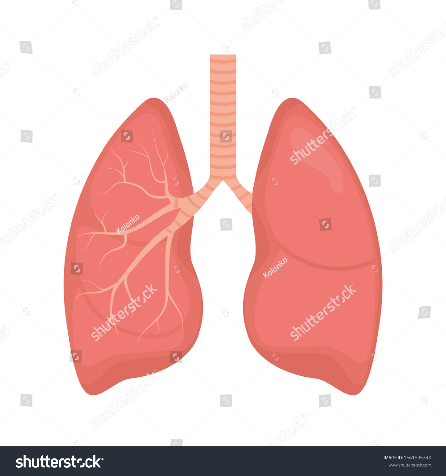 Lung Human Icon Respiratory System Healthy Stock Vector (Royalty Free ...