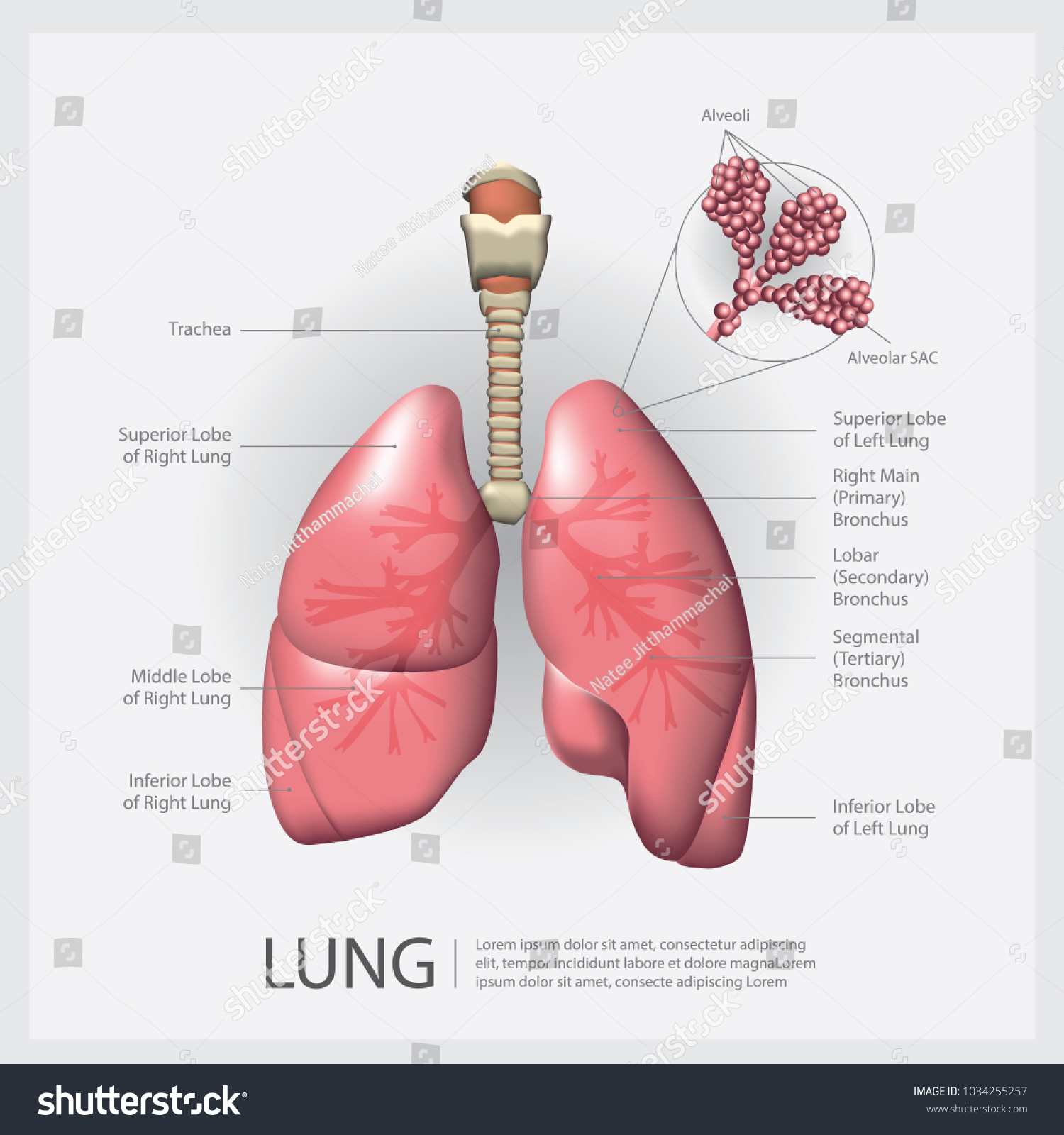 4,372 Alveolars Images, Stock Photos & Vectors | Shutterstock