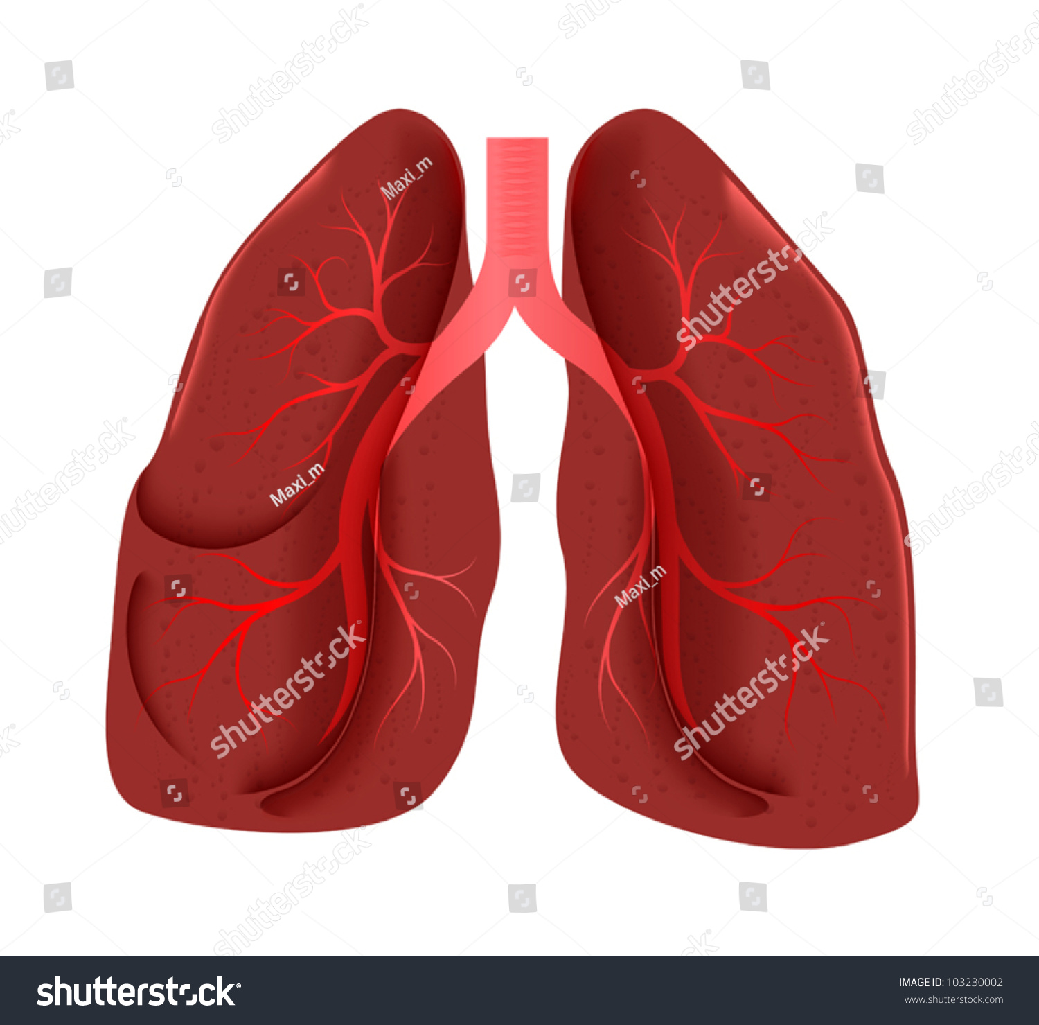 Lungs Anatomy Stock Vector 103230002 - Shutterstock