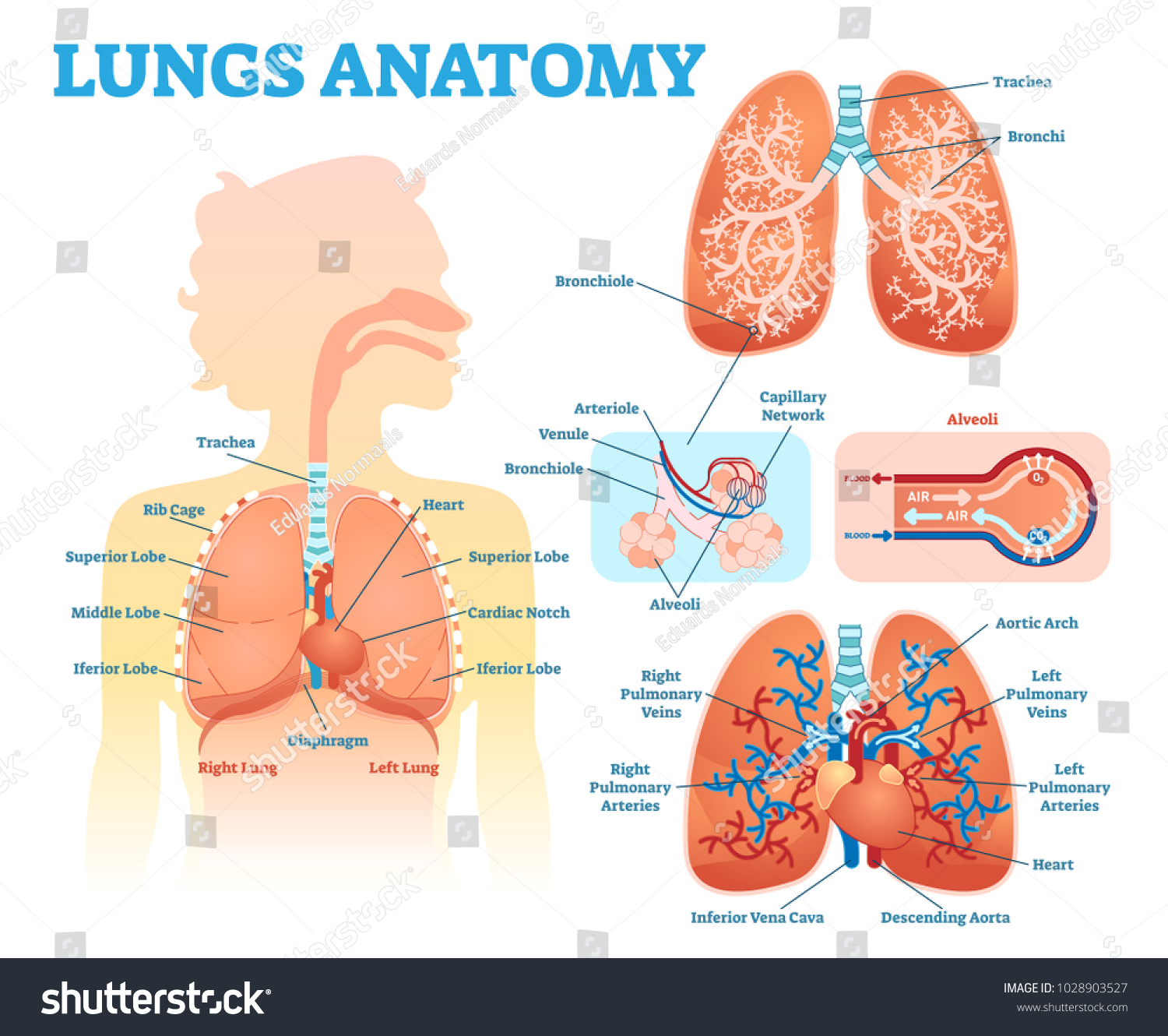 Vektor Stok Paru Paru Anatomi Medis Vektor Ilustrasi Diagram Tanpa