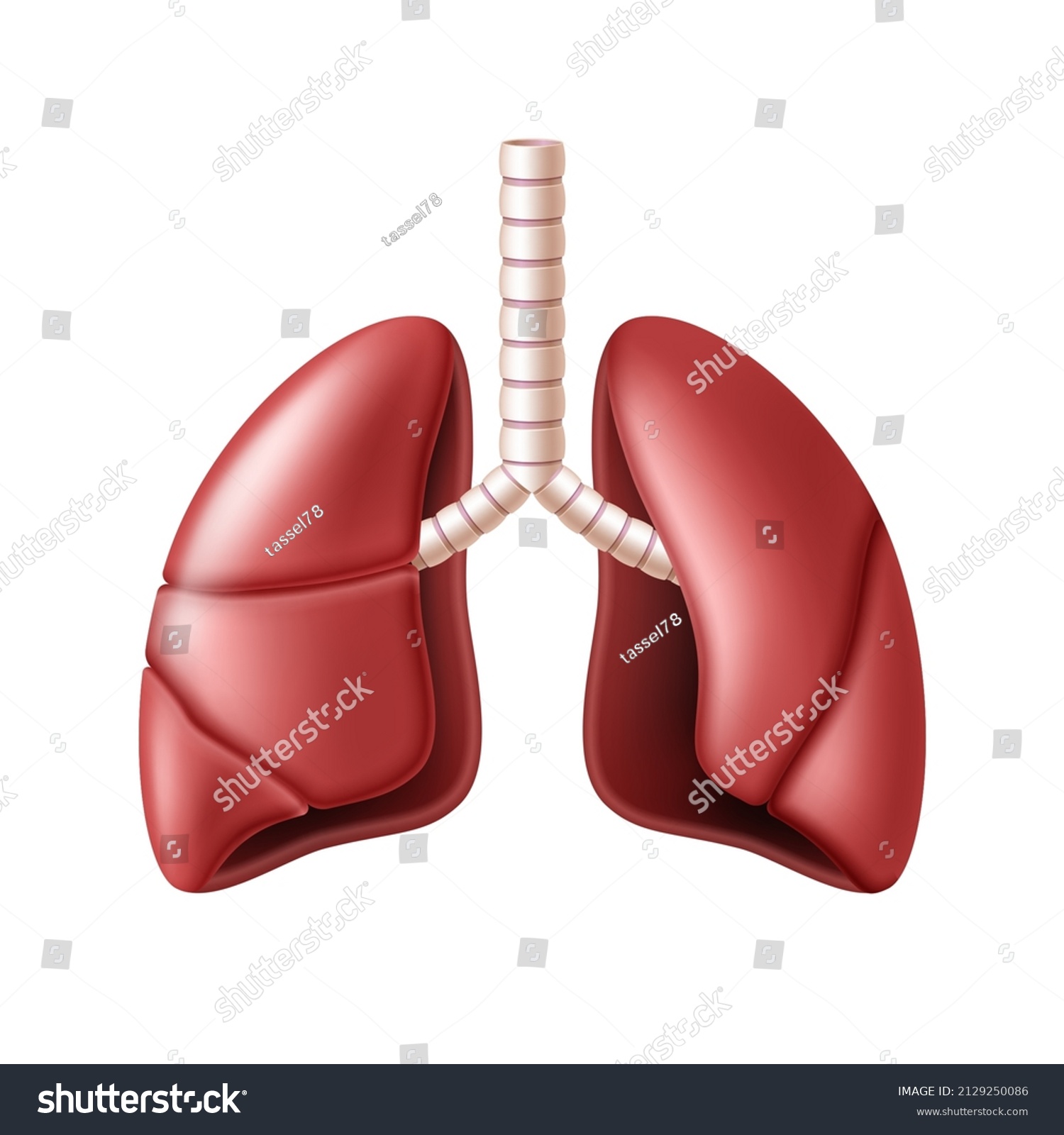 Lungs Anatomy Structure Respiration System Organ Stock Vector (Royalty ...