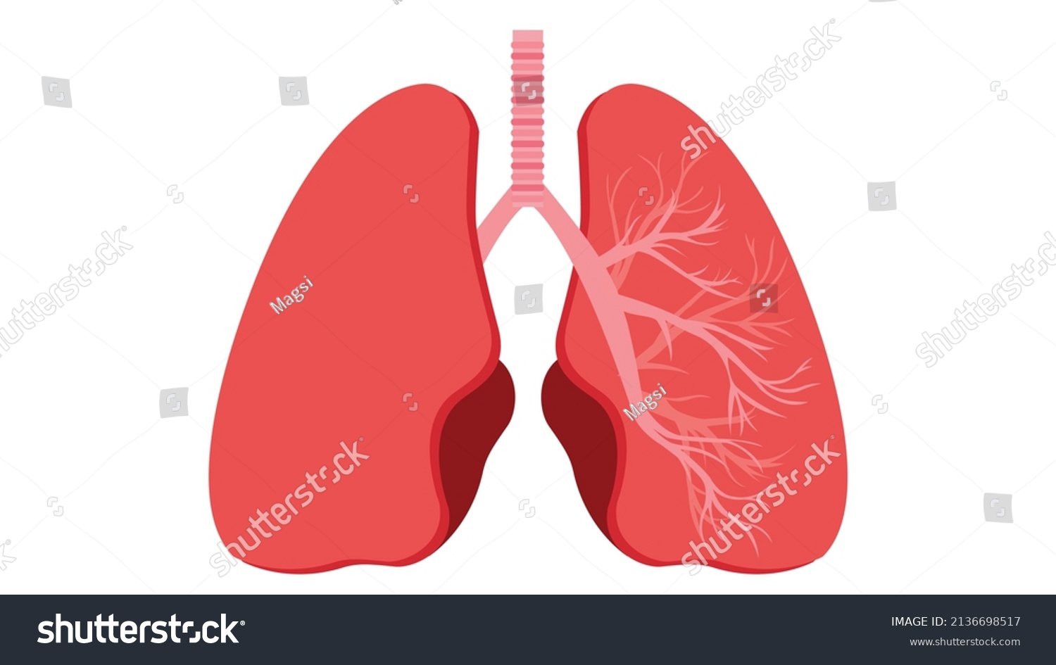 Lungs Anatomy Inscription Internal Organs Human Stock Vector (royalty 