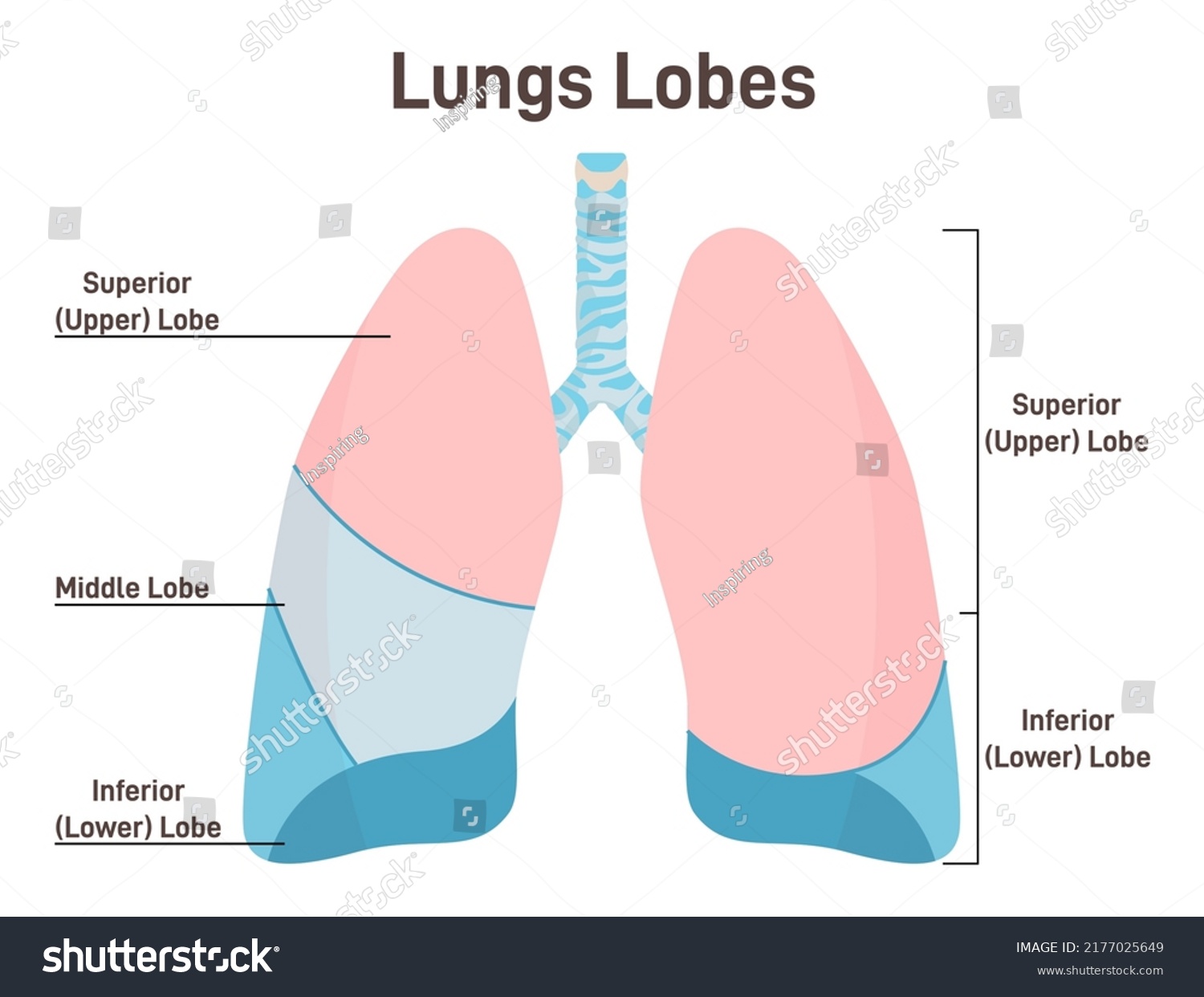 Lungs Lobes Anatomy Respiratory System Main Stock Vector (Royalty Free ...