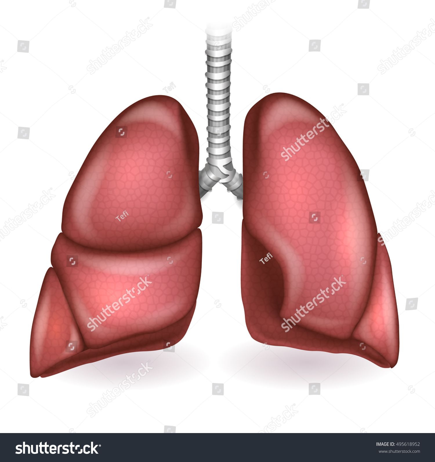 Lungs Respiratory Organs Detailed Anatomy Illustration Stock Vector ...