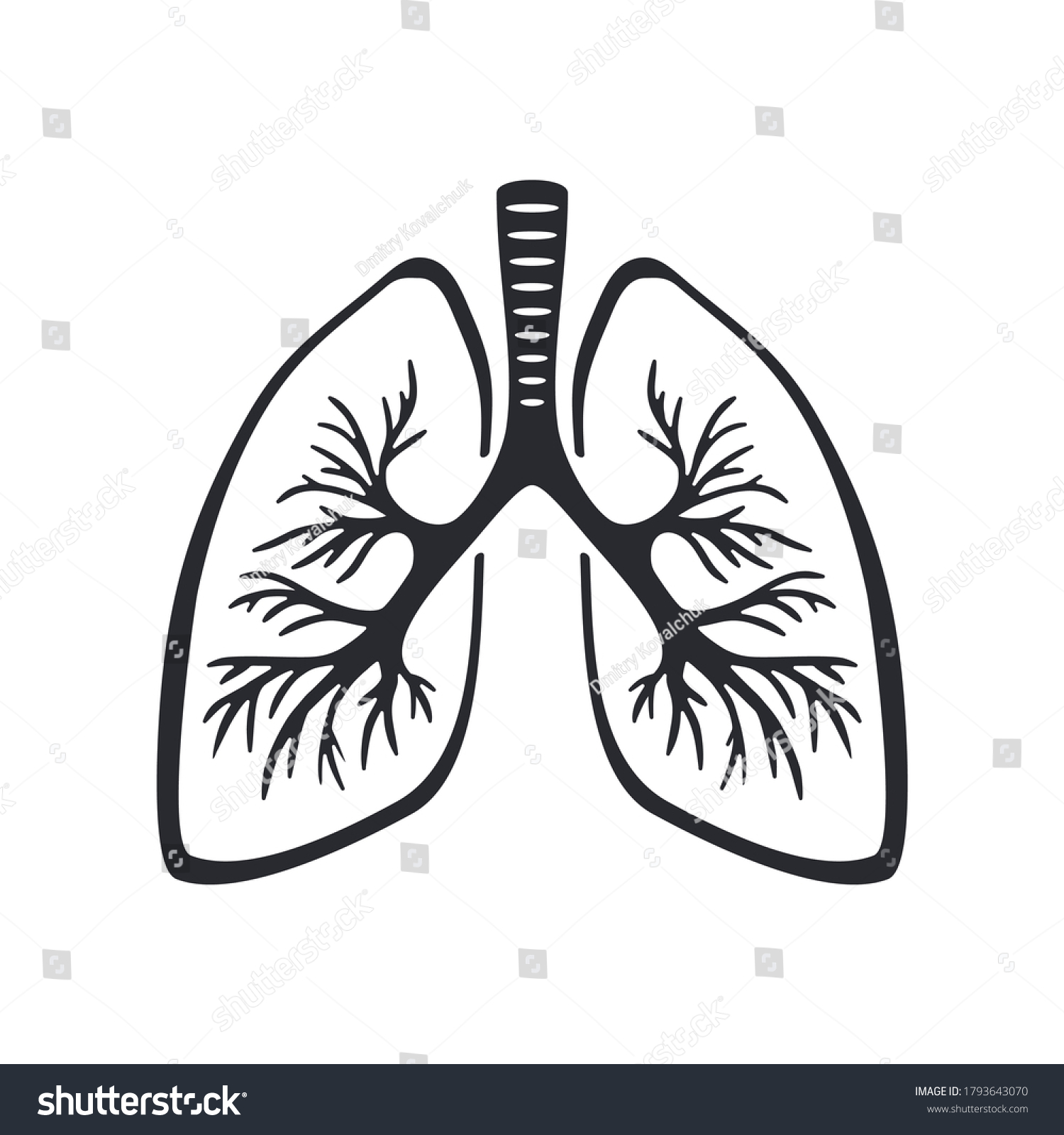 Lungs Silhouette Tracheal Branches Human Anatomy Stock Vector Royalty Free 1793643070