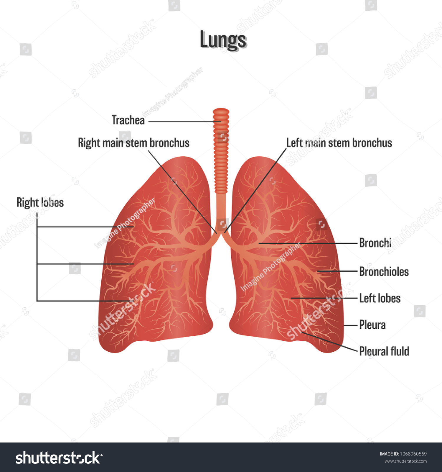 Lungs Symbol Breathing Exercise Respiratory System Stock Vector ...