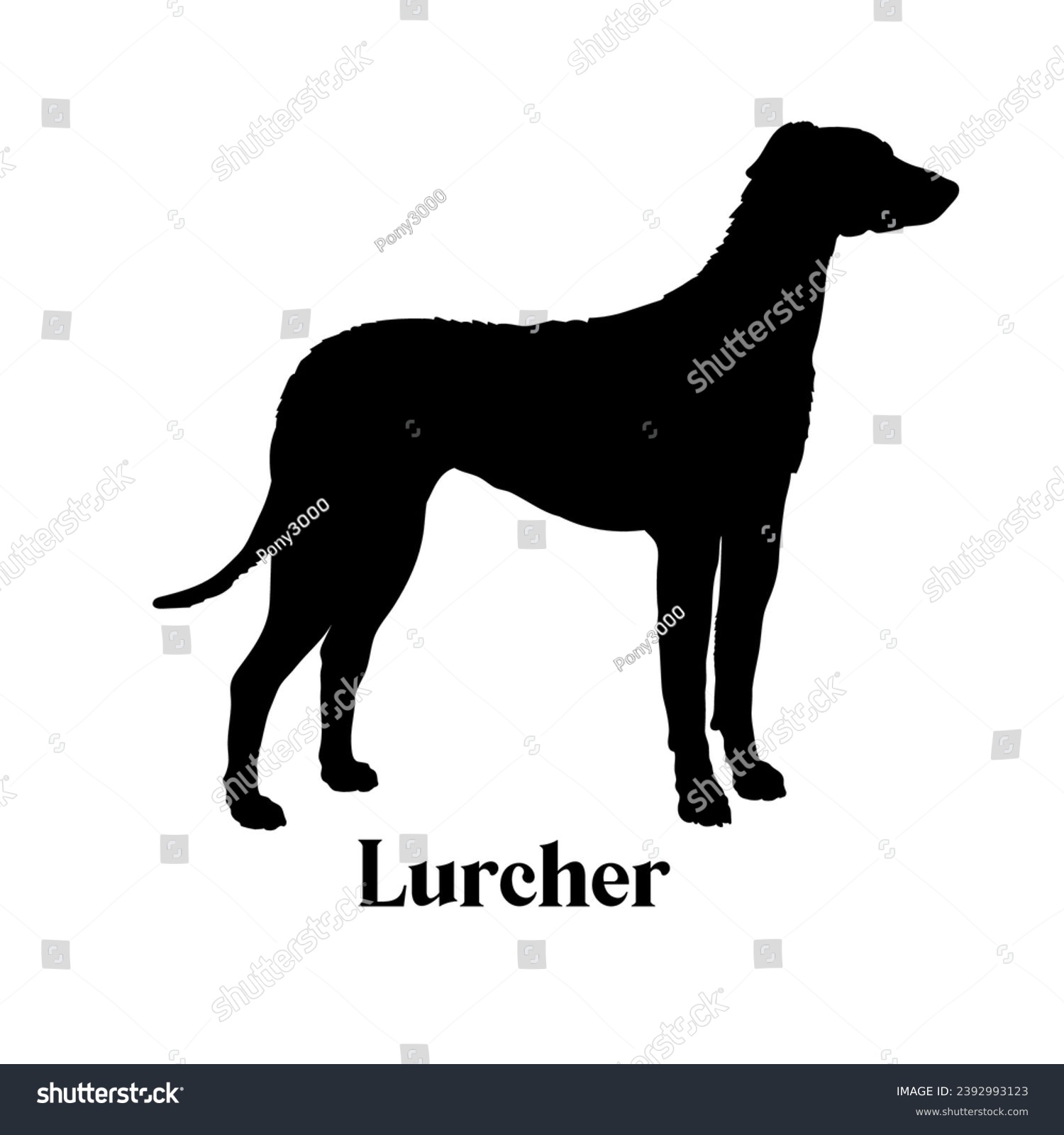 SVG of Lurcher Dog silhouette dog breeds logo dog monogram logo dog face vector svg